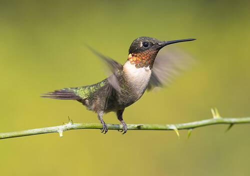 Ruby-throated Hummingbird - Рубиновогорлый Колибри