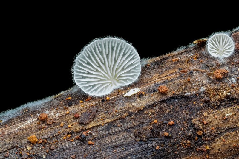 A mushroom фото превью