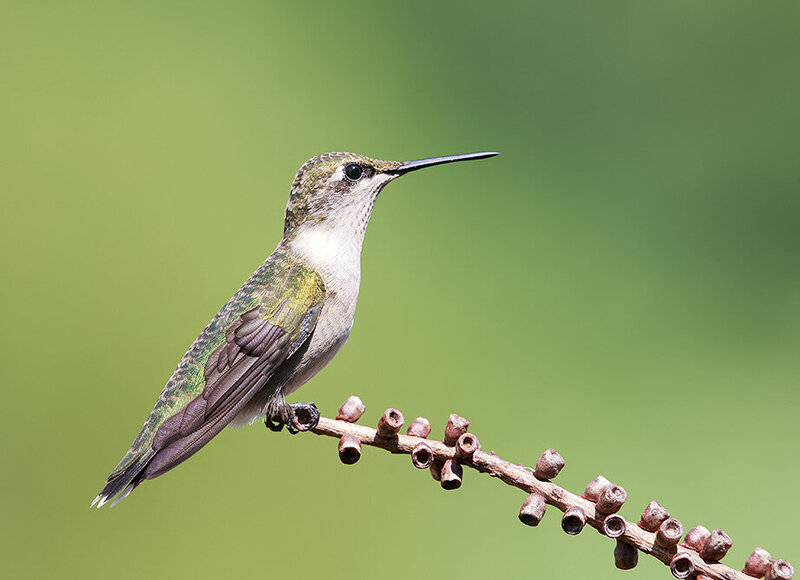 ruby-throated hummingbird, рубиновогорлый колибри, hummingbird, колибри, птицы, birds, wild Ruby-throated Hummingbird - Рубиновогорлый Колибри. самка фото превью