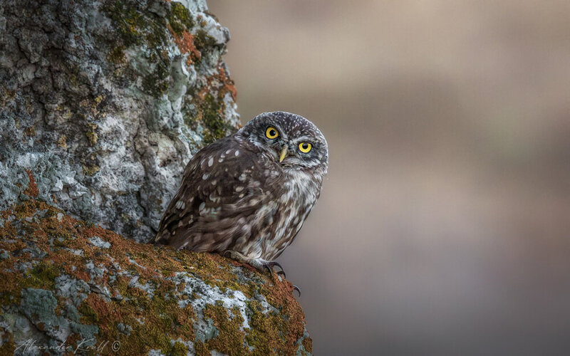 сыч, домовый сыч, сова, athene noctua Гляделки фото превью