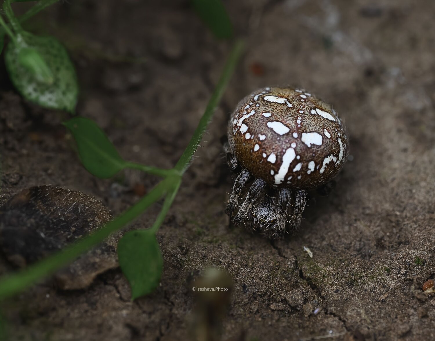 Macro, Ирешева Мария