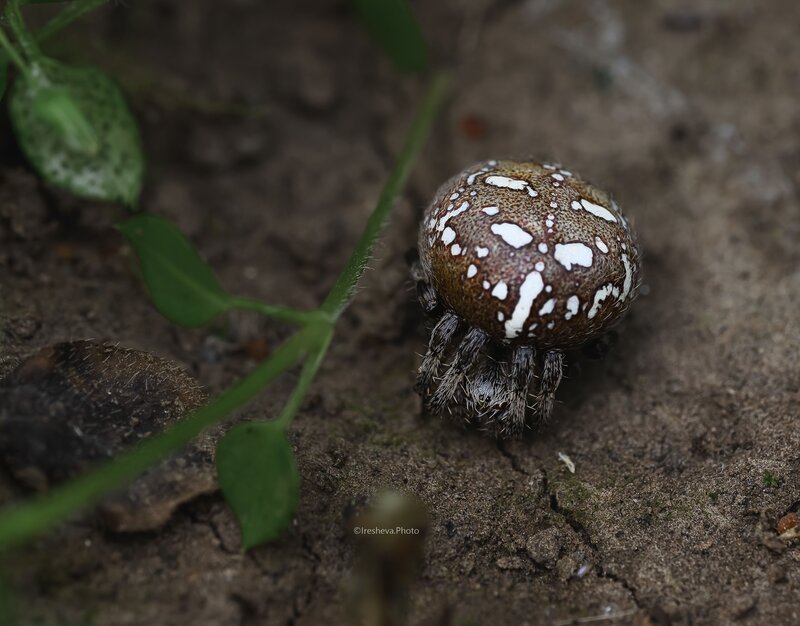 Macro Паук Мраморный крестовик фото превью