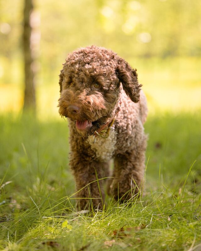 Lagotto Romagnolo фото превью