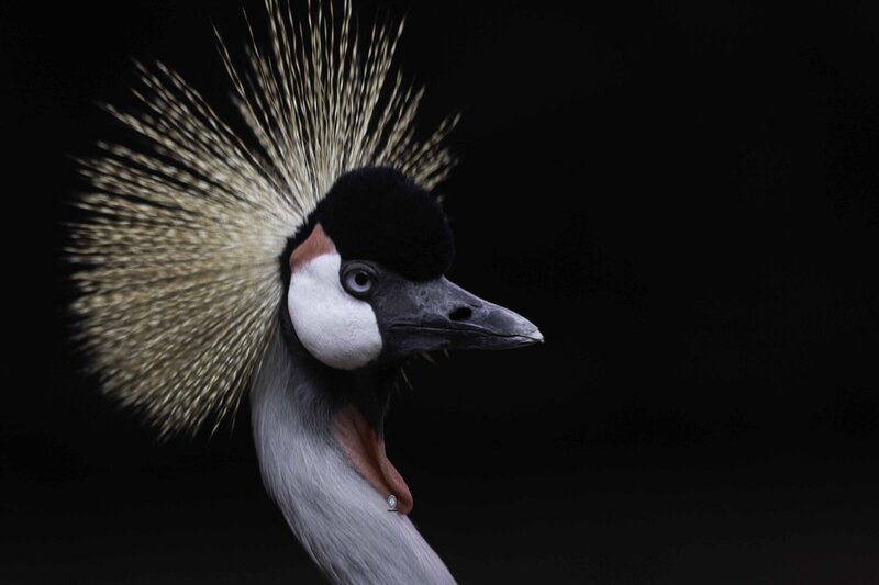 Grey-necked crowned crane фото превью