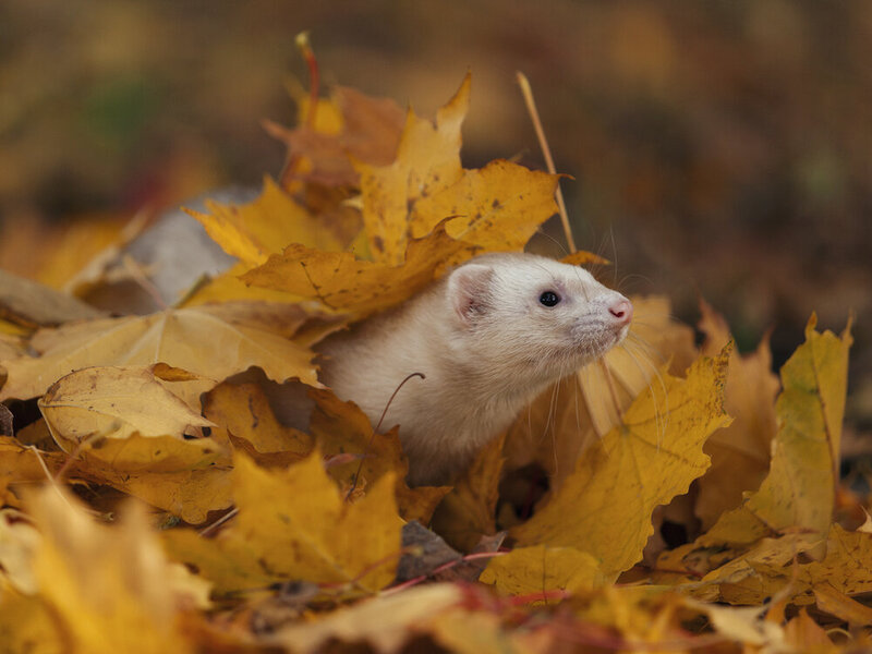 животные, хорьки, хорёк, листва, природа, animals, ferret, nature, autumn Шуршу листвой фото превью