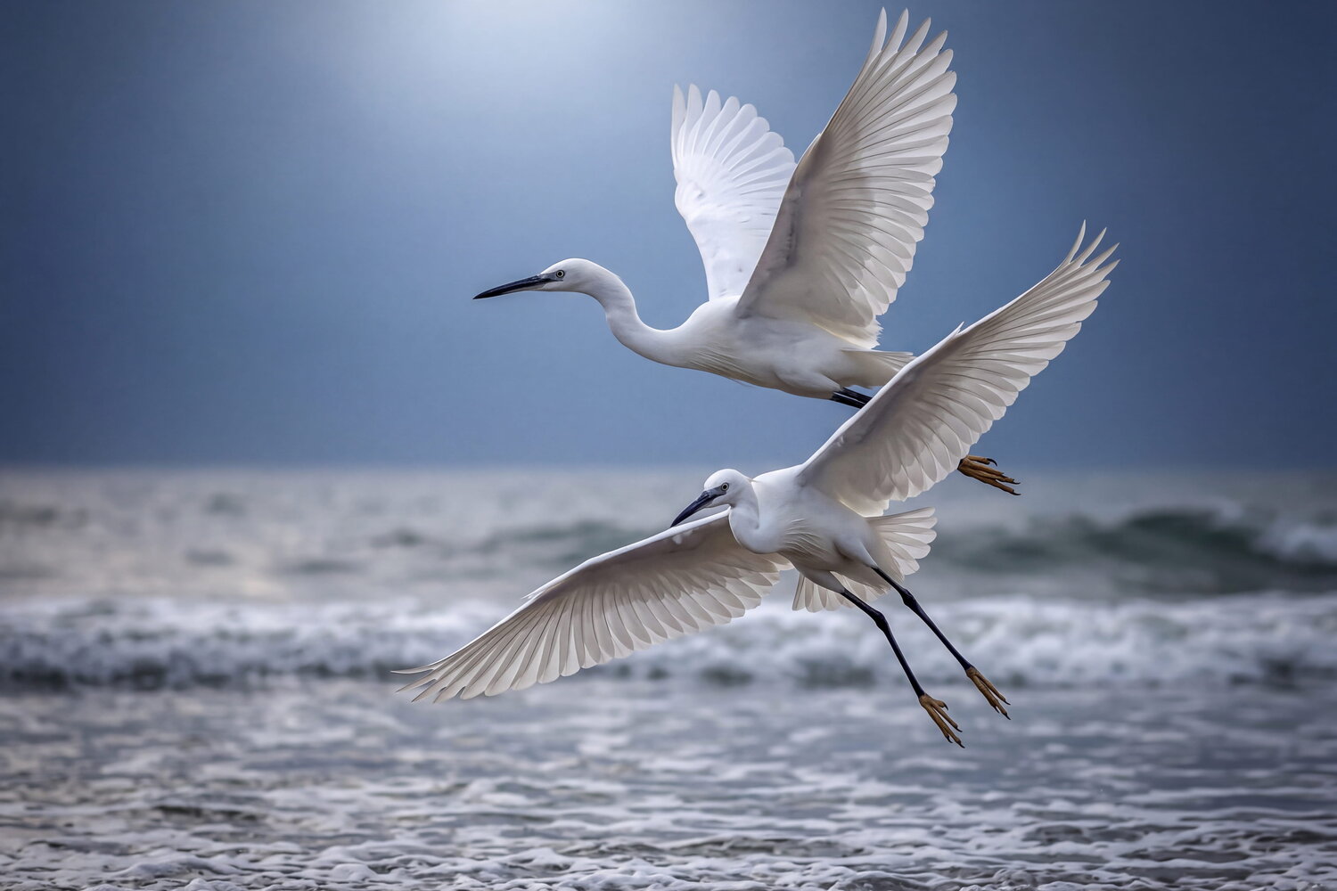 seagull . Автор: danianian reza nature, birde, danianian reza