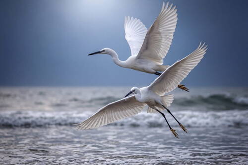 seagull 