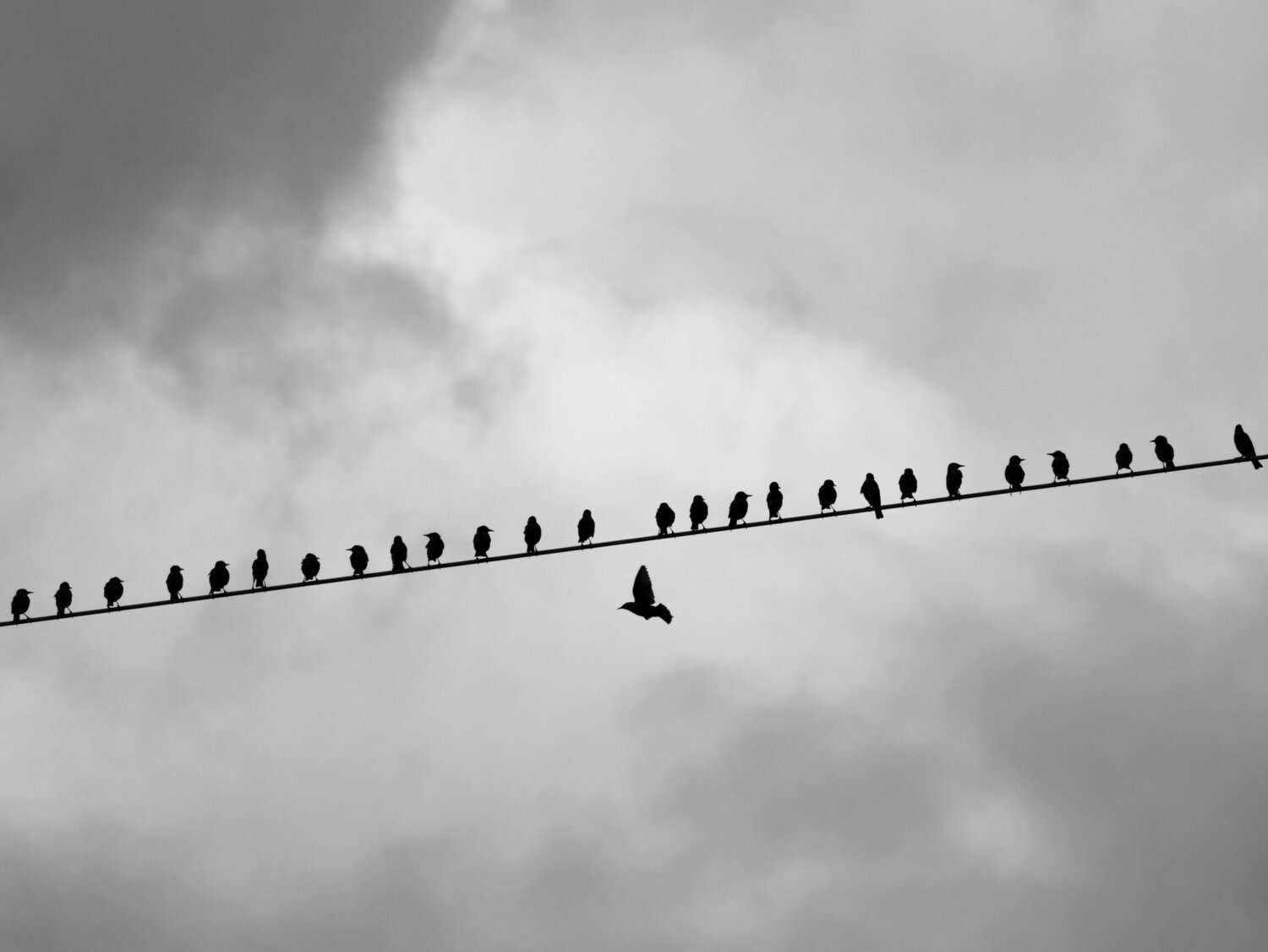 minimalism, birds, animals, widlife, abstract, black and white, starlings, Slavom&iacute;r Gajdo&scaron;
