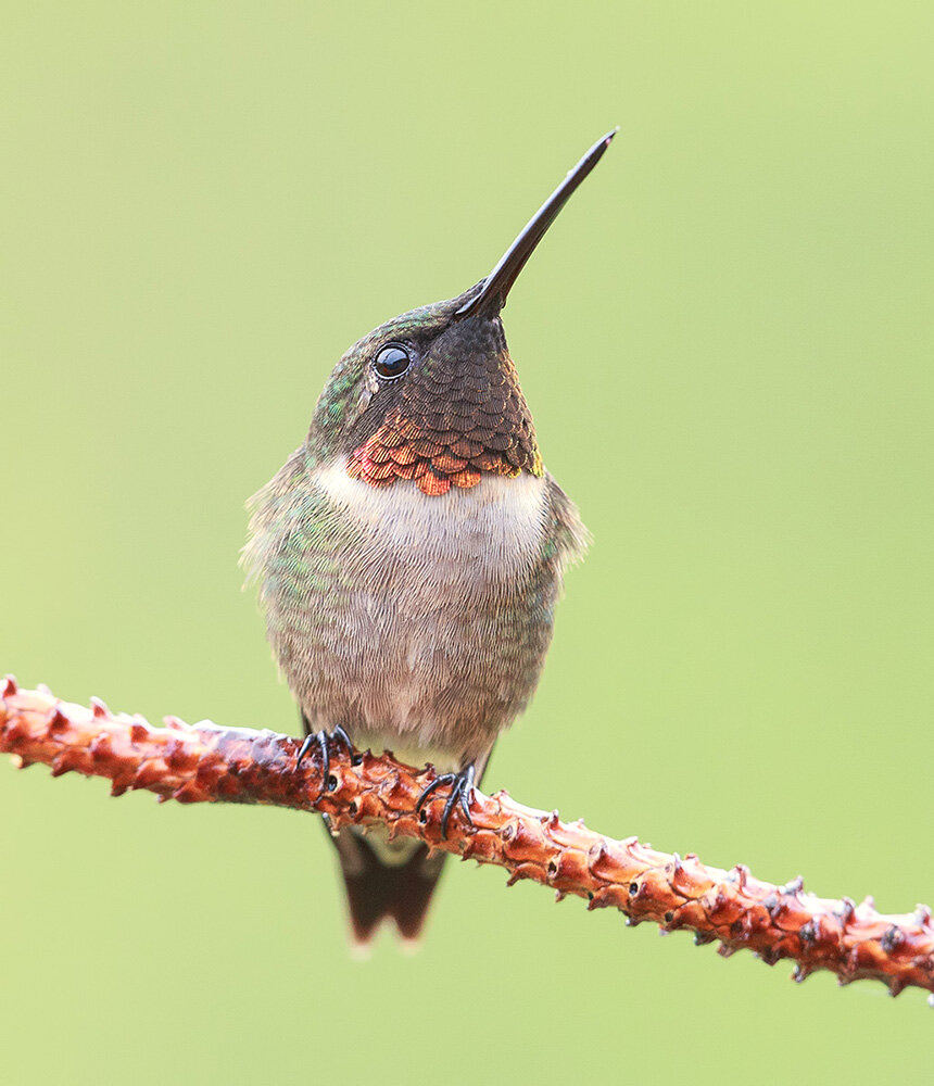 ruby&ndash;throated hummingbird, hummingbird, колибри, рубиновогорлый колибри, birds, wild, птицы, Etkind Elizabeth