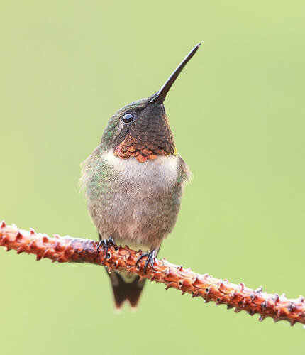 Ruby–throated Hummingbird male - Рубиновогорлый Колибри