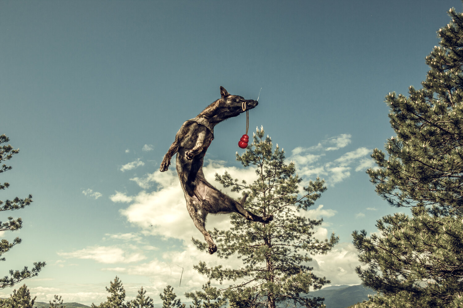 dog, serbia, belgian, shepherd, malinois, jumping, action, anima, catch, play, game, young, puppy, intheair, bestfriend, throw, Radovanovic Marko