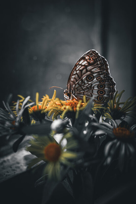 butterfly macro flowers, insects, darkatmosphere dark Portfolio annaosintseva 2026-09-14 фото превью