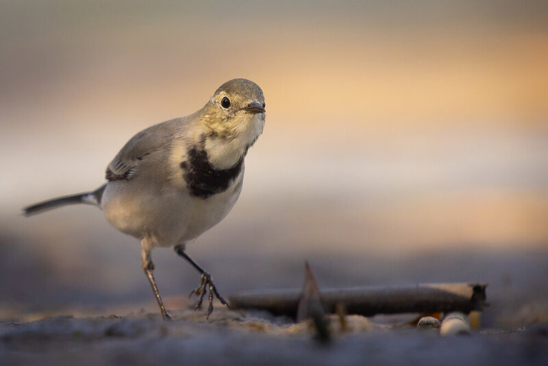 White Wagtail фото превью