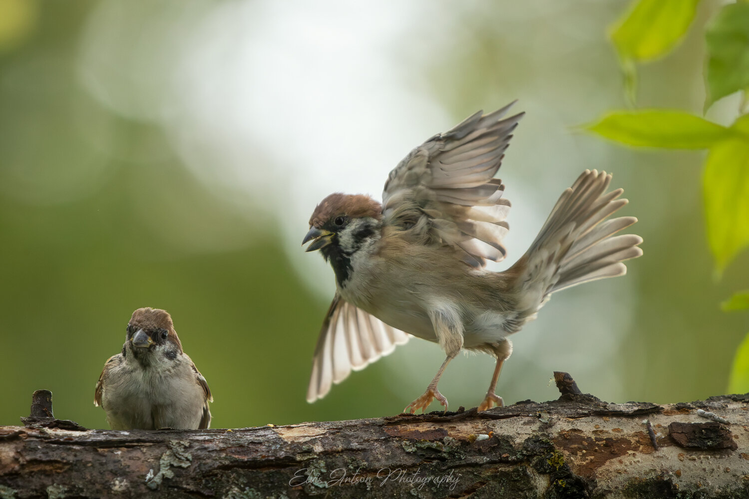 action shot, wildlife, воробей, воробьи, полевой воробей, sparrow, birds, birdwatching, elvis antson, орнитология, дикие птицы, кострома, костромская область, пернатые, братья наши меньшие, движение, крылья, птицы европы, птицы россии, наблюдение за птица, Antson Elvis