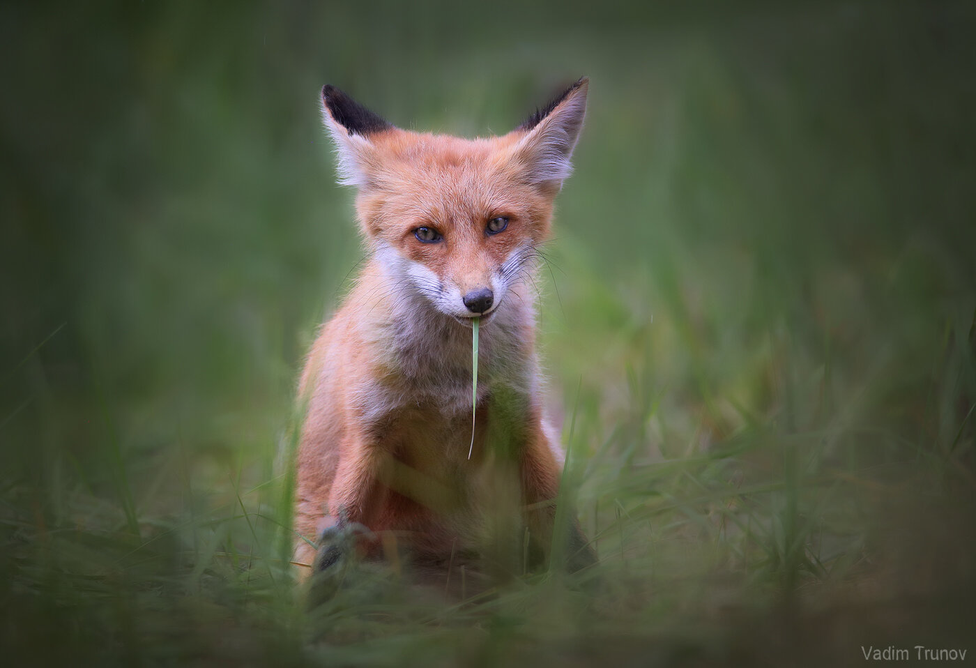 лиса, лисёнок, fox, Вадим Трунов