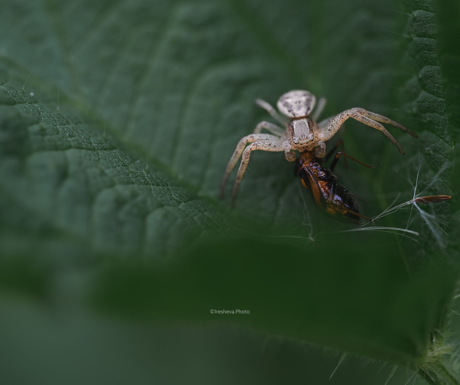 Macro, Ирешева Мария