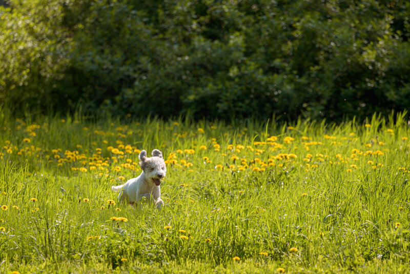 Lagotto Romagnolo фото превью
