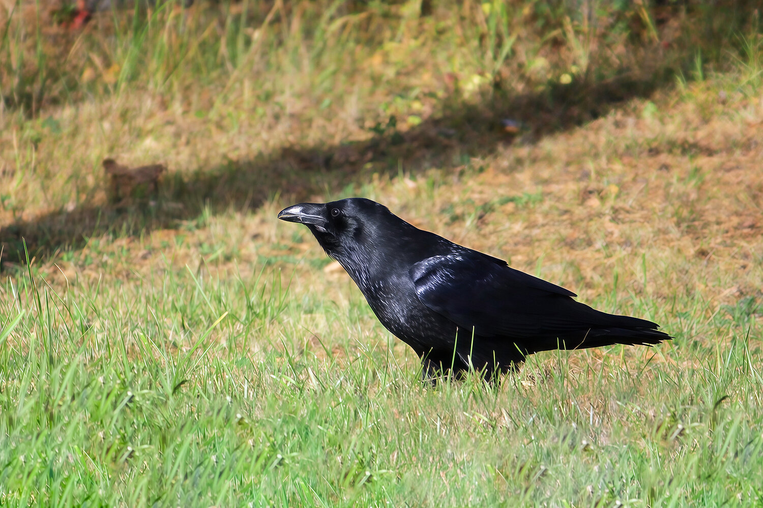 ворон, corvus corax, КарОл
