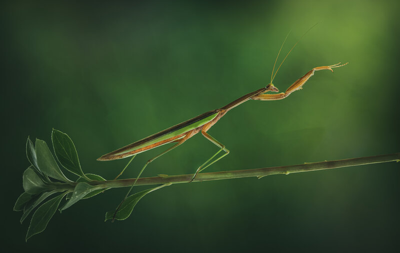 mantis, praying mantis Ascension фото превью