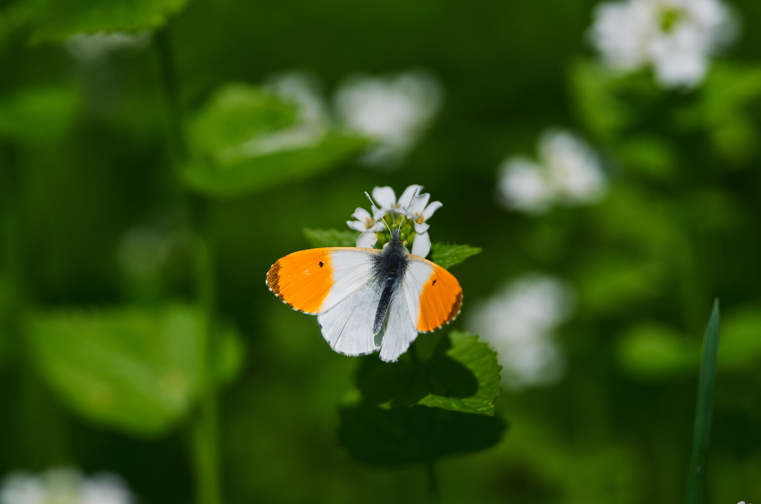 зорька, Anthocharis cardamines, бабочка, Павел Сторчилов