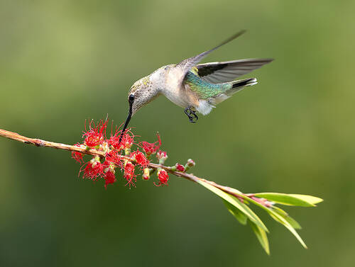 Ruby-throated Hummingbird. Рубиновогорлый Колибри.самка.