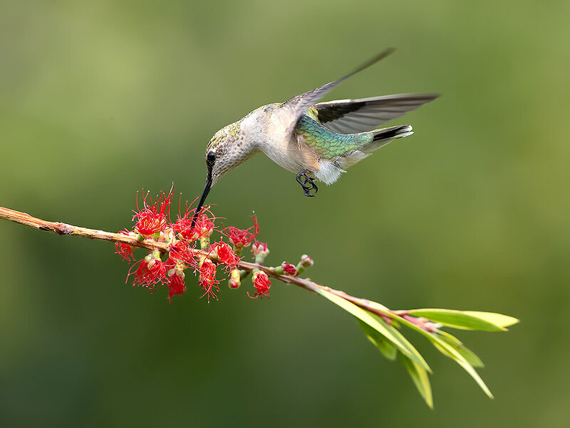 ruby-throated hummingbird, hummingbird, колибри, рубиновогорлый колибри, birds, wild, птицы Ruby-throated Hummingbird. Рубиновогорлый Колибри.самка. фото превью