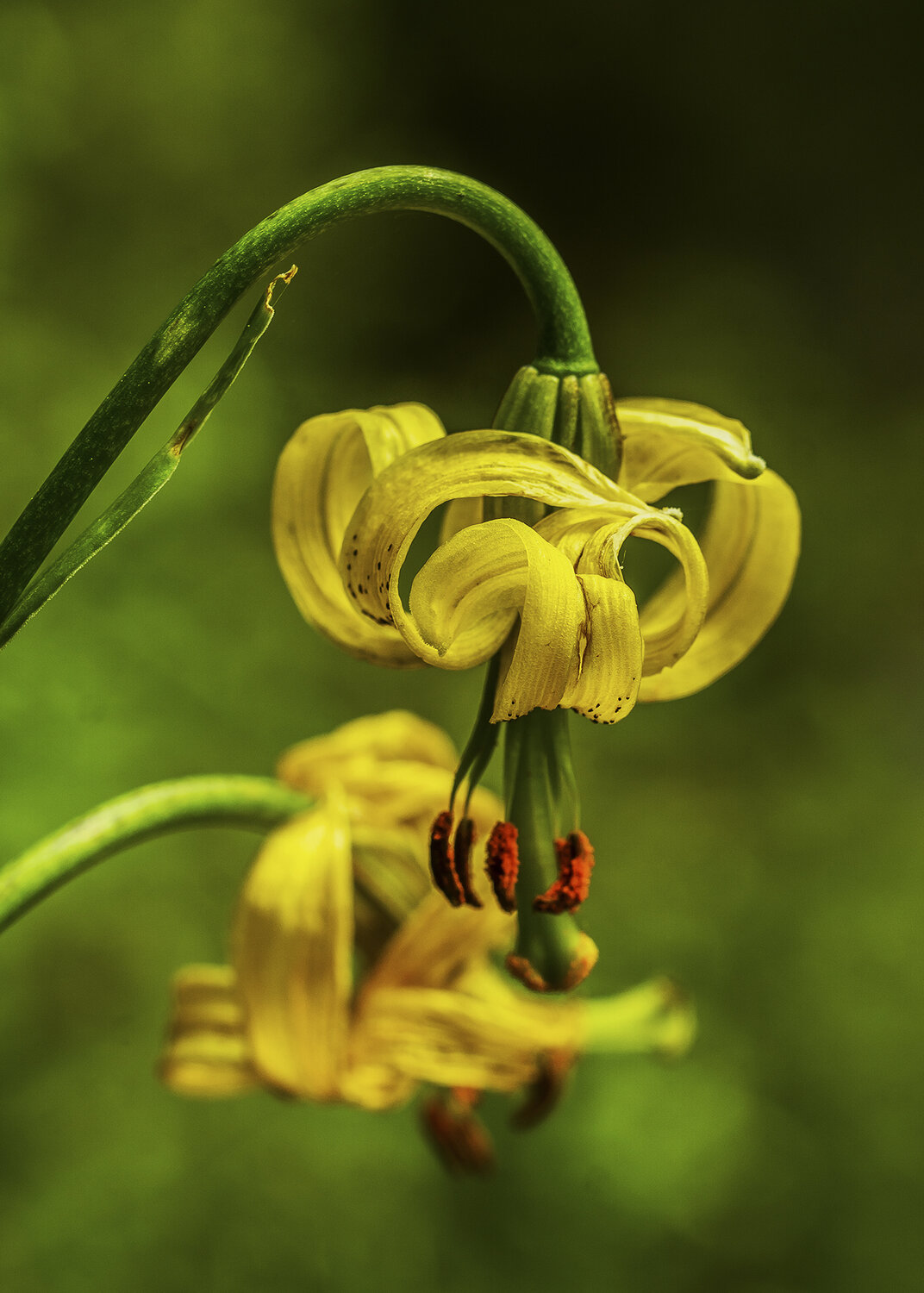 flower, selective focus, Andr&eacute;s Emilio
