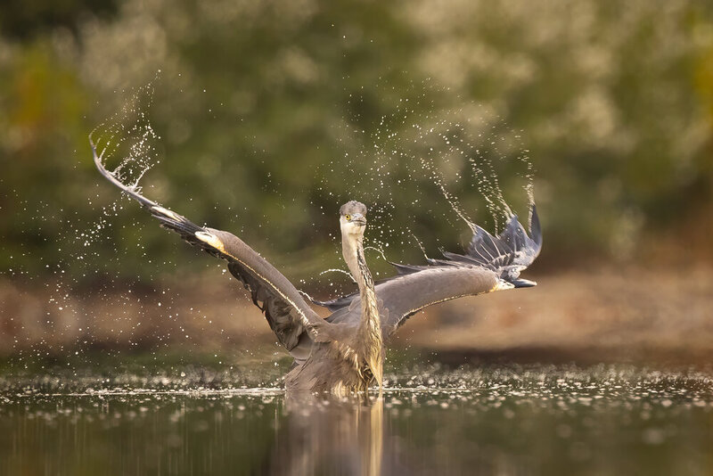 Heron фото превью