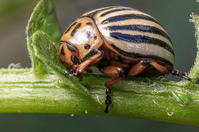 Колорадский жук (Potato Beetles) фото превью