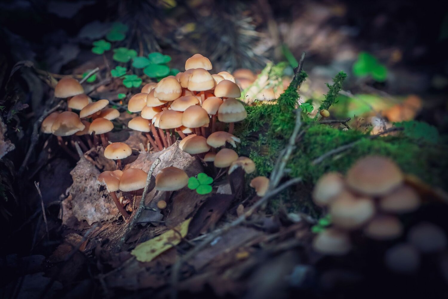 макромир, макро, грибы, природа, Сергей Назаредский