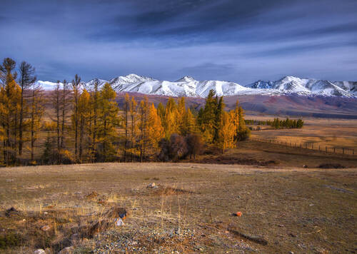 Курай