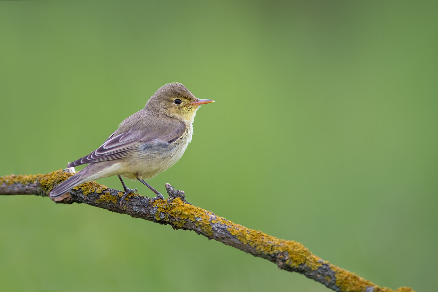 icterine warbler, hippolais icterina, warbler, songbird, singing bird, bird singing, wild bird, european bird, passerine, bird, wildlife, european wildlife, bird photography, wildlife photography, nature, nature photography, singing, bird song, vocalizing, Damian Kwasek