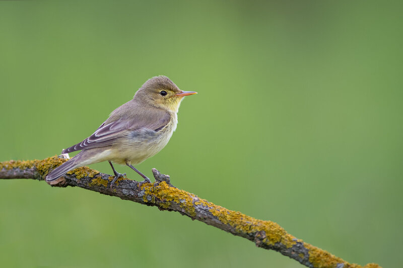 icterine warbler, hippolais icterina, warbler, songbird, singing bird, bird singing, wild bird, european bird, passerine, bird, wildlife, european wildlife, bird photography, wildlife photography, nature, nature photography, singing, bird song, vocalizing Icterine Warbler Singing on a Branch фото превью