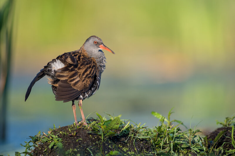 water rail, rallus aquaticus, rail, water bird, wetland bird, wild bird, european bird, aquatic bird, marsh bird, wildlife, european wildlife, bird, bird photography, wildlife photography, nature, nature photography, wetland, marsh, natural habitat, fresh Water Rail Standing at the Edge of a Wetland фото превью