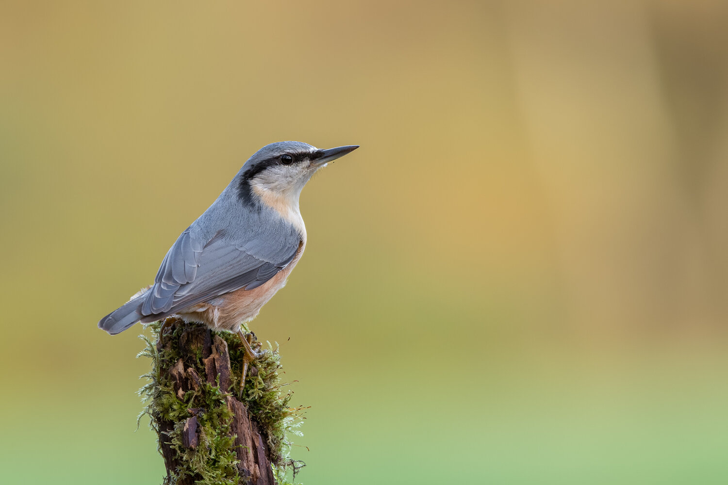 eurasian nuthatch, sitta europaea, nuthatch, wild bird, european bird, songbird, passerine, woodland bird, forest bird, bird, wildlife, european wildlife, bird photography, wildlife photography, nature, nature photography, perched bird, bird on stump, mos, Damian Kwasek
