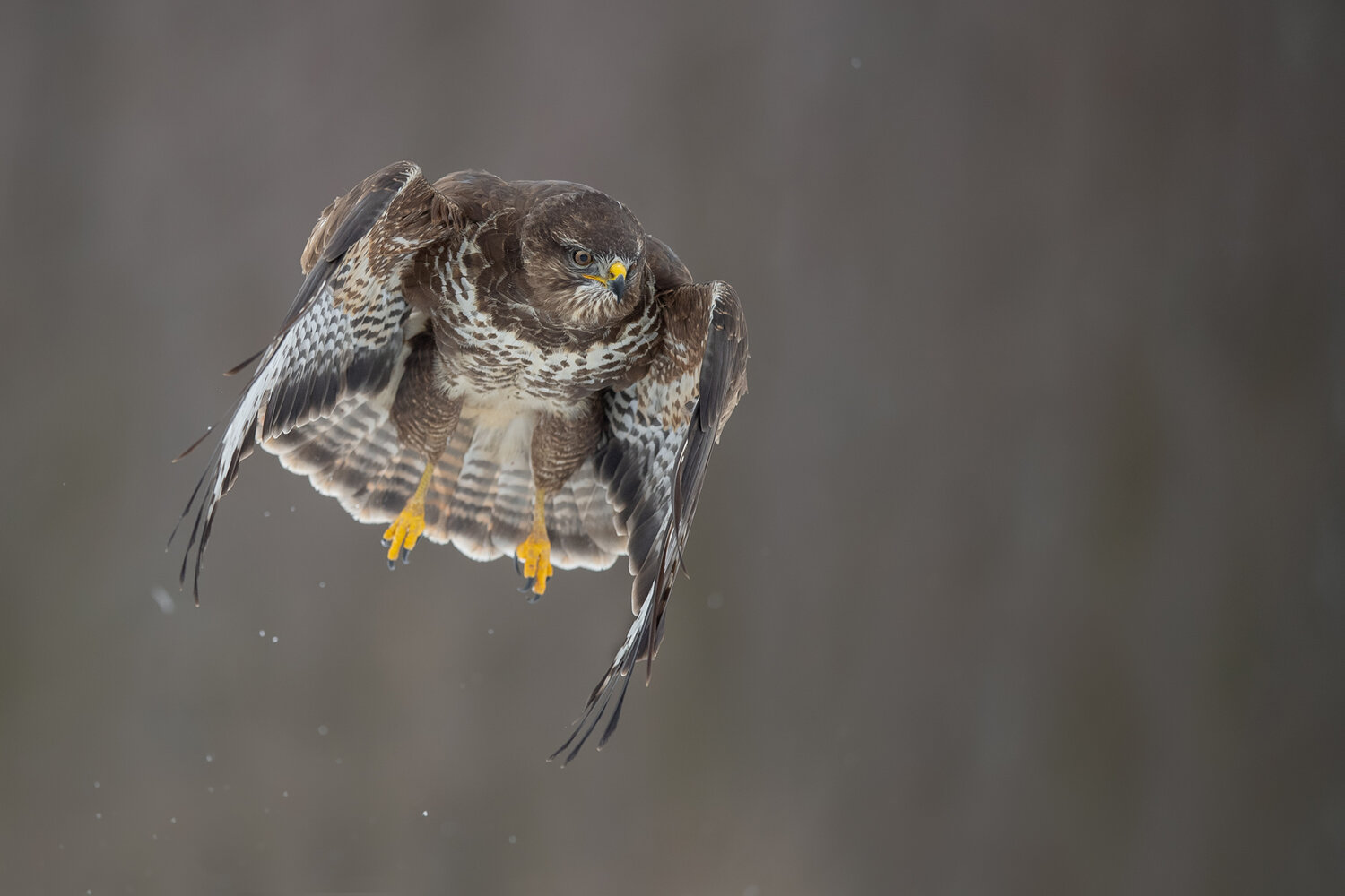 common buzzard, buteo buteo, buzzard, bird of prey, raptor, wild bird, european bird, european raptor, wildlife, european wildlife, bird, predator, predatory bird, raptor in flight, bird in flight, flying bird, flight, wings, spread wings, wing feathers, , Damian Kwasek