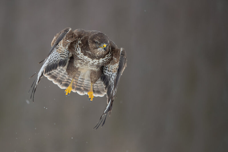 Common Buzzard in Flight with Wings Spread фото превью