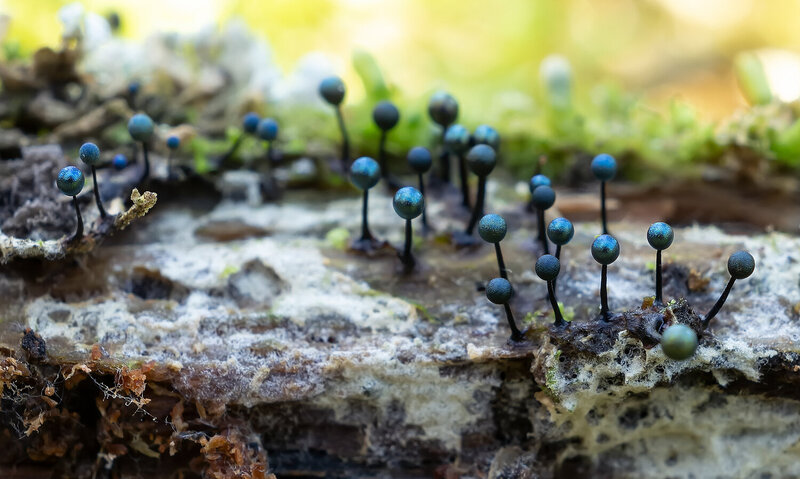 слизевики, миксомицеты, лампродерма, макро Миксомицет Lamproderma scintillans фото превью