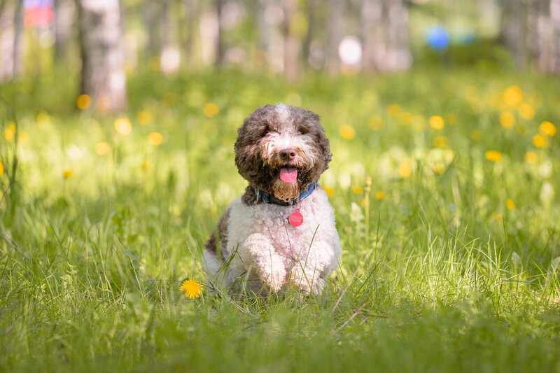 Lagotto Romagnolo фото превью