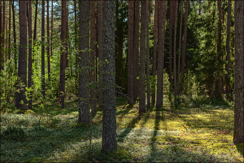 Просто сосновый лес фото превью