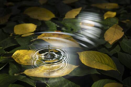 листья и капли воды