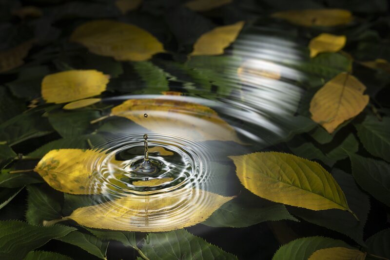 leavesandwaterdrops, waterdrops, naturephotography, greenandwater, freshnature, ripples листья и капли воды фото превью
