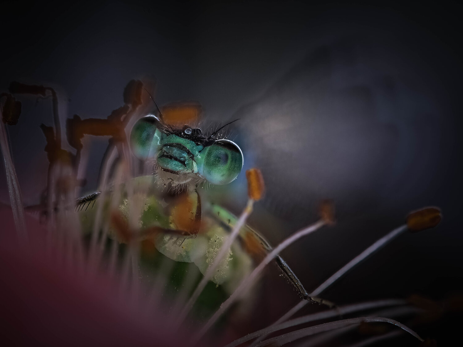 , Lapshina Vladlena