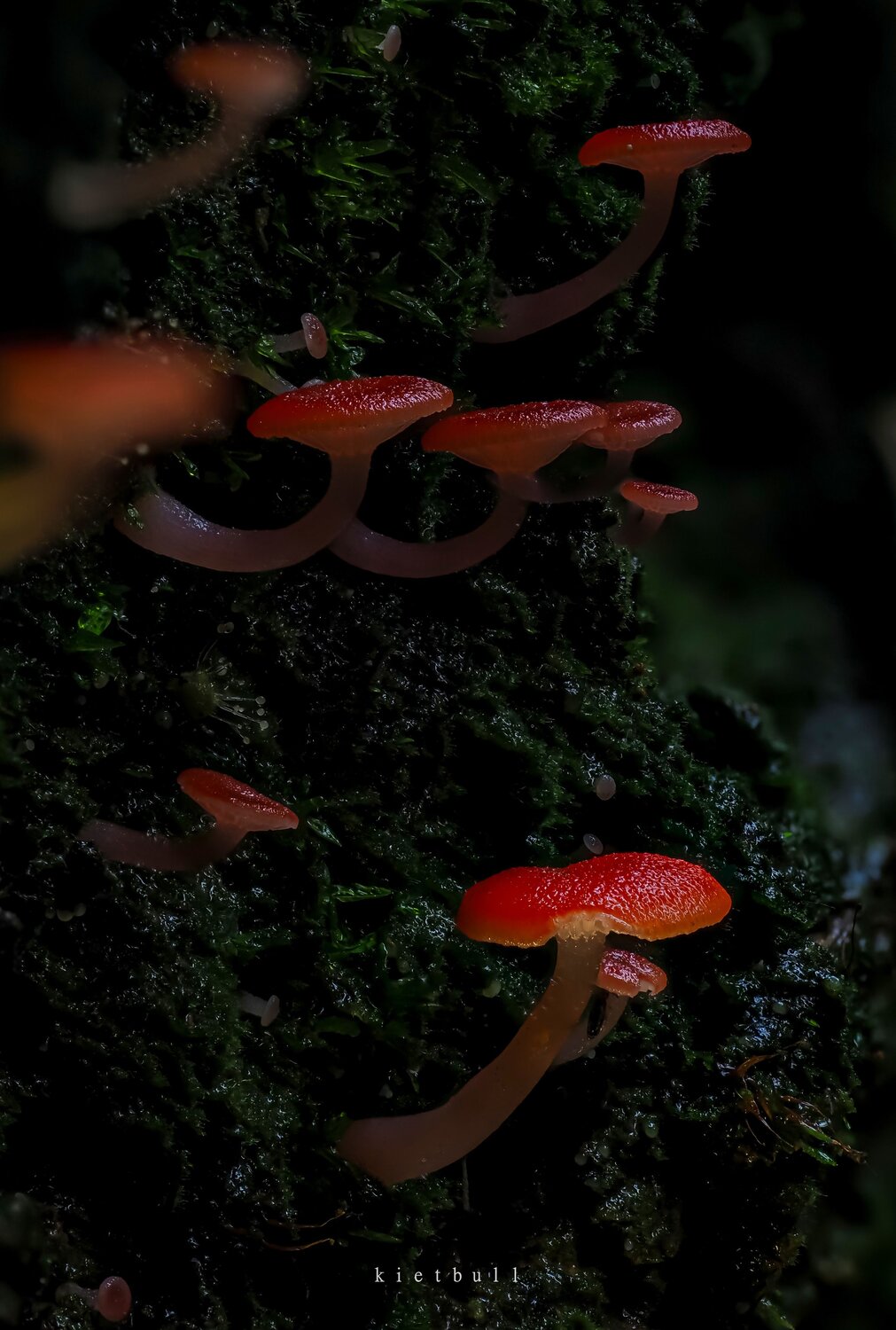 Mushrooms. Автор: kietbull , kietbull