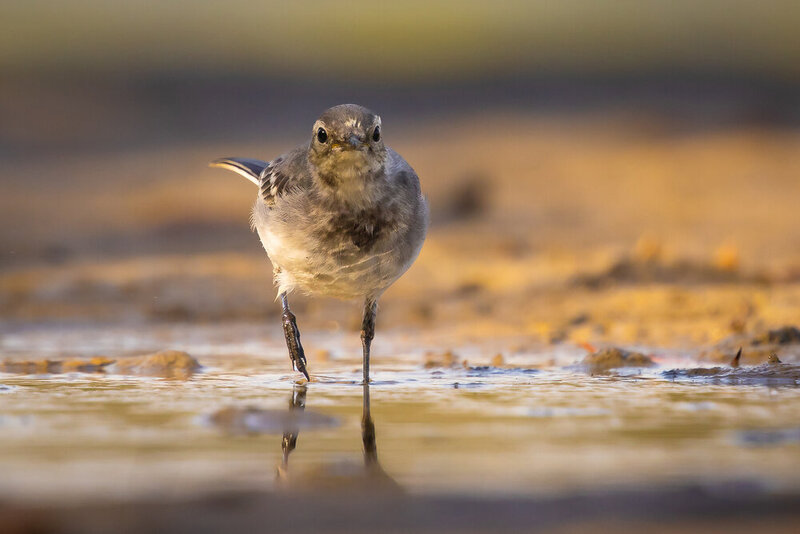 White Wagtail фото превью