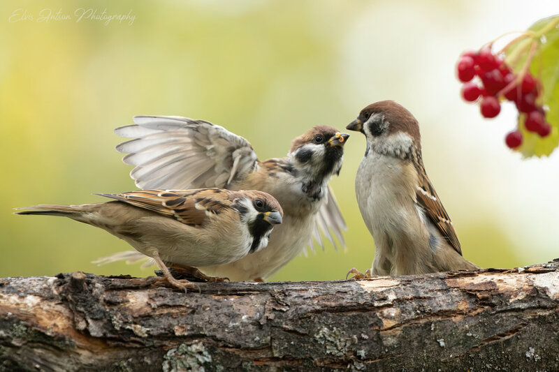 action shot, wildlife, воробей, воробьи, полевой воробей, sparrow, birds, birdwatching, elvis antson, орнитология, дикие птицы, кострома, костромская область, пернатые, движение, крылья, птицы европы, птицы россии, наблюдение за птицами Мгновения из жизни замечательных полевых воробьёв фото превью