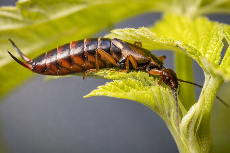 Уховёртка (Forficula auricularia) фото превью