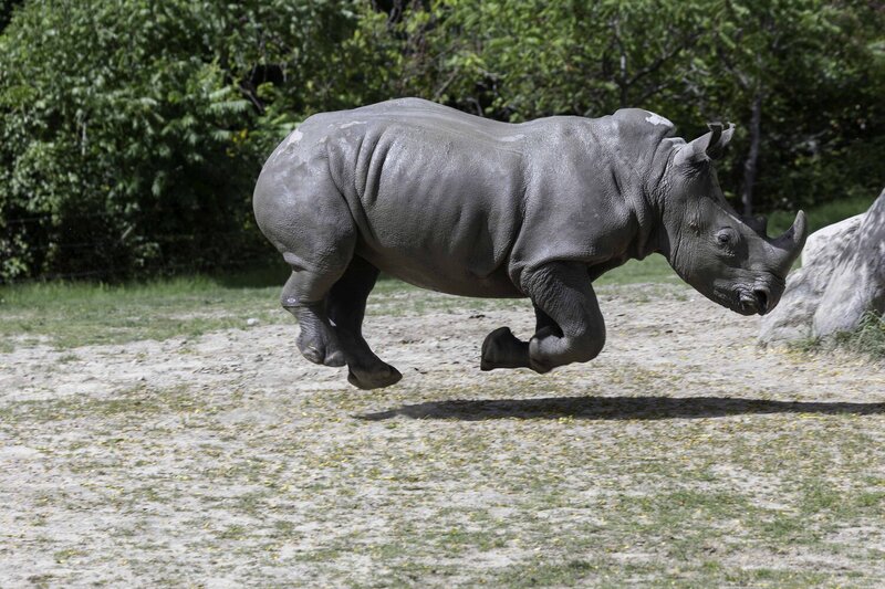White rhinoceros фото превью