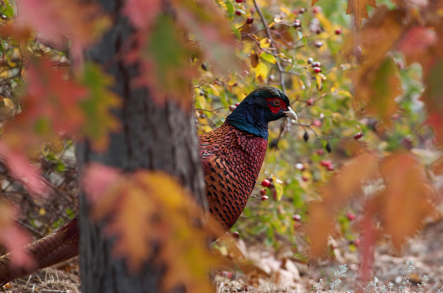 Phasianus colchicus, wildlife, volgograd, russia, Павел Сторчилов