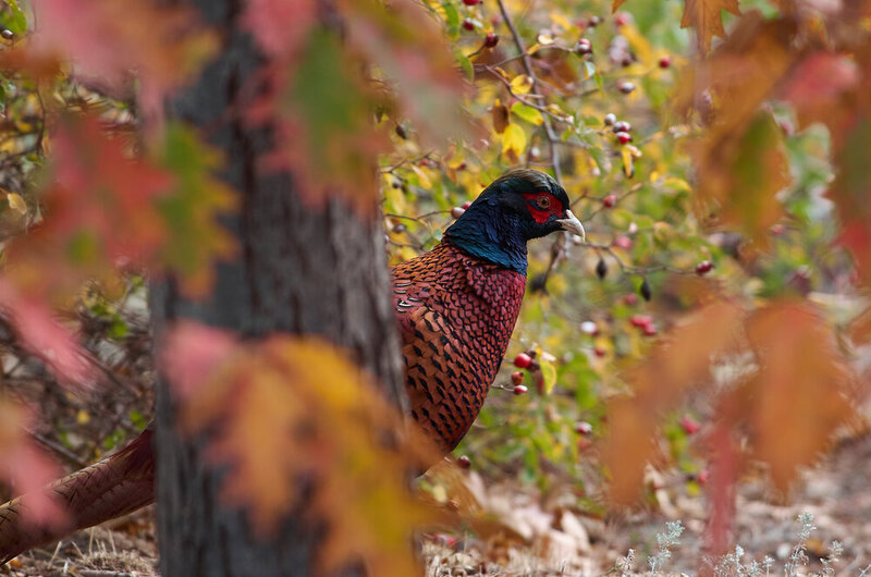 Phasianus colchicus, wildlife, volgograd, russia Phasianus colchicus фото превью